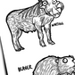 Animals Colouring Book